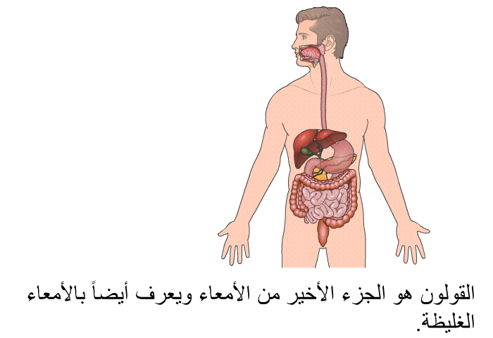 القولون هو الجزء الأخير من الأمعاء ويعرف أيضاً بالأمعاء الغليظة.