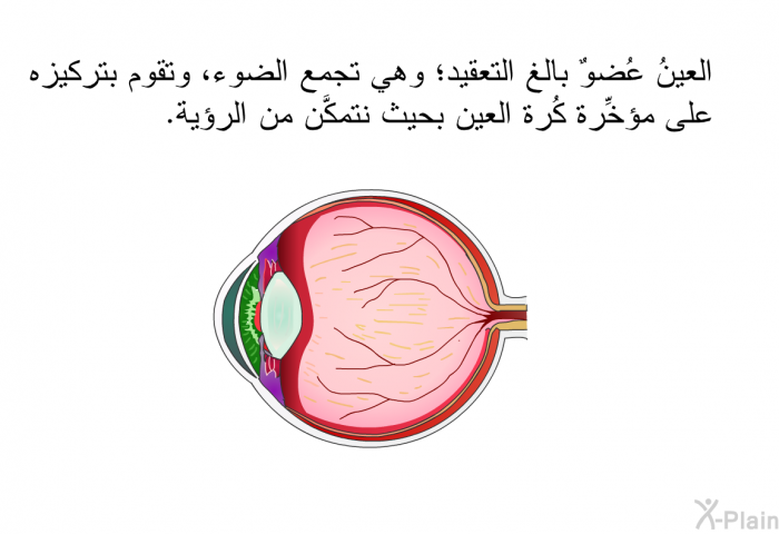 العينُ عُضوٌ بالغ التعقيد؛ وهي تجمع الضوءَ، وتقوم بتركيزه على مؤخِّرة كُرة العين بحيث نتمكَّن من الرؤية.