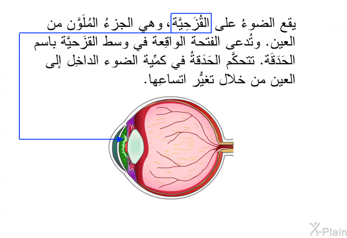 يقع الضوءُ على القُزَحِيَّة، وهي الجزءُ المُلَوَّن من العين. وتُدعى الفتحةُ الواقِعة في وسط القُزَحيَّة باسم الحَدَقَة. تتحكَّم الحَدَقةُ في كمِّية الضوء الداخِل إلى العين من خلال تغيُّر اتساعِها.