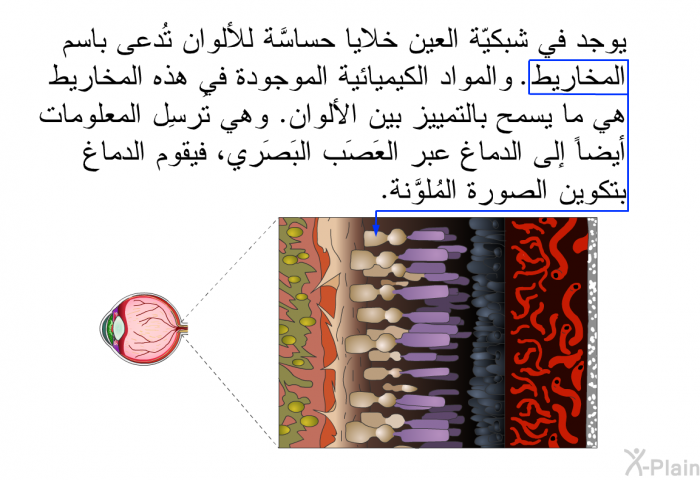 يوجد في شبكيّة العين خلايا حساسَّة للألوان تُدعى باسم المخاريط. والمواد الكيميائية الموجودة في هذه المخاريط هي ما يسمح بالتمييز بين الألوان. وهي تُرسِل المعلومات أيضاً إلى الدماغ عبر العَصَب البَصَري، فيقوم الدماغ بتكوين الصورة المُلوَّنة.