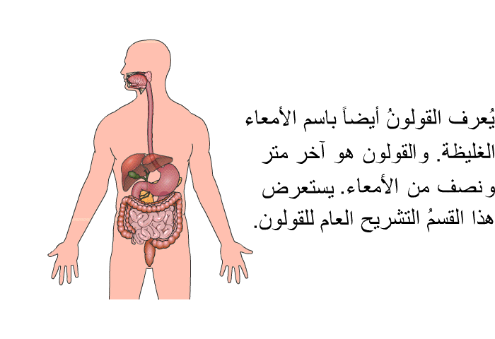 يُعرف القولونُ أيضاً باسم الأمعاء الغليظة. والقولون هو آخر متر و نصف من الأمعاء. يستعرض هذا القسمُ التشريح العام للقولون.