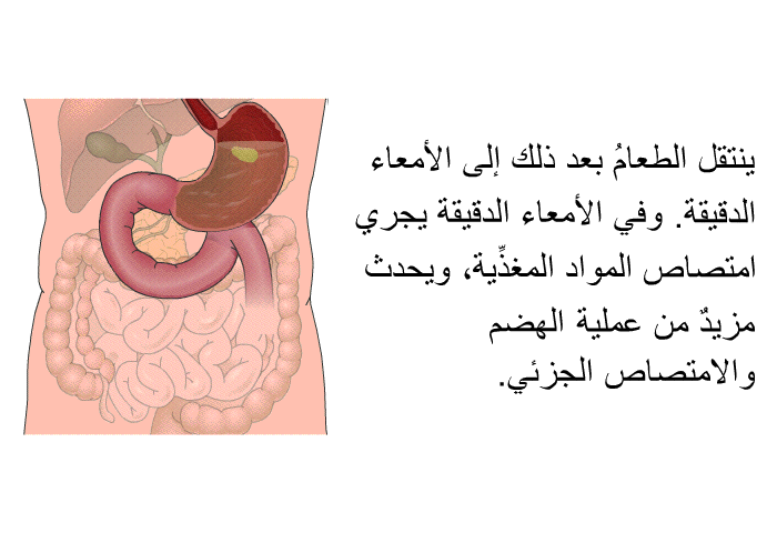 ينتقل الطعامُ بعد ذلك إلى الأمعاء الدقيقة. وفي الأمعاء الدقيقة يجري امتصاص المواد المغذِّية، ويحدث مزيدٌ من عملية الهضم والامتصاص الجزئي.