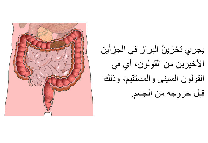 يجري تخزينُ البِراز في الجزأين الأخيرين من القولون، أي في القولون السيني والمستقيم، وذلك قبل خروجه من الجسم.
