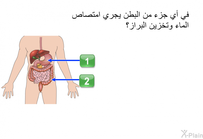 في أي جزء من البطن يجري امتصاص الماء وتخزين البراز؟