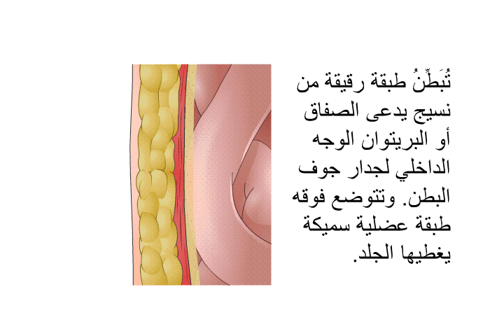 تُبَطِّنُ طبقة رقيقة من نسيج يدعى الصفاق أو البريتوان الوجه الداخلي لجدار جوف البطن. وتتوضع فوقه طبقة عضلية سميكة يغطيها الجلد.