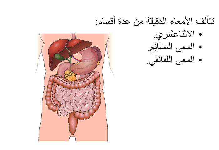 تتألف الأمعاء الدقيقة من عدة أقسام:  الاثناعشري. المعى الصَائِم. المعى اللفائفي.