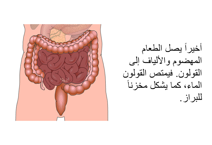 أخيراً يصل الطعام المهضوم والألياف إلى القولون. فيمتص القولون الماء، كما يشكل مخزناً للبراز.