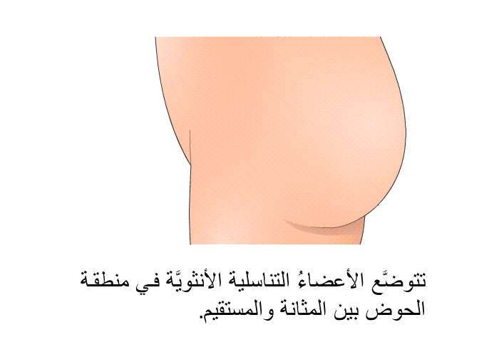 تتوضَّع الأعضاءُ التناسلية الأنثويَّة في منطقة الحوض بين المثانة والمستقيم.