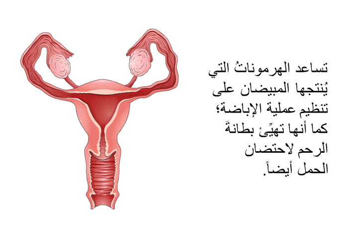 تساعد الهرموناتُ التي يُنتجها المبيضان على تنظيم عملية الإباضة؛ كما أنها تهيِّئ بطانةَ الرحم لاحتضان الحمل أيضاً.
