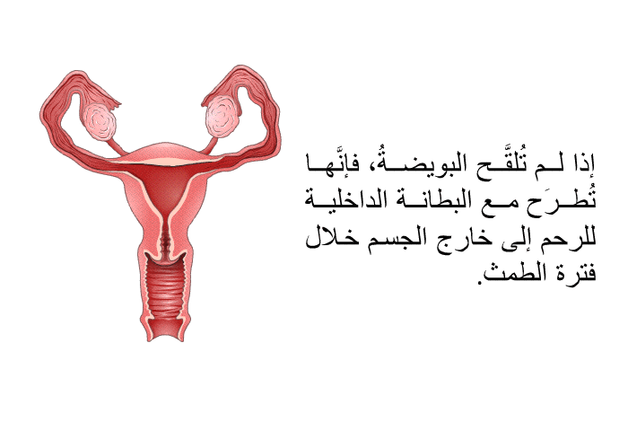إذا لم تُلقَّح البويضةُ، فإنَّها تُطرَح مع البطانة الداخلية للرحم إلى خارج الجسم خلال فترة الطمث.