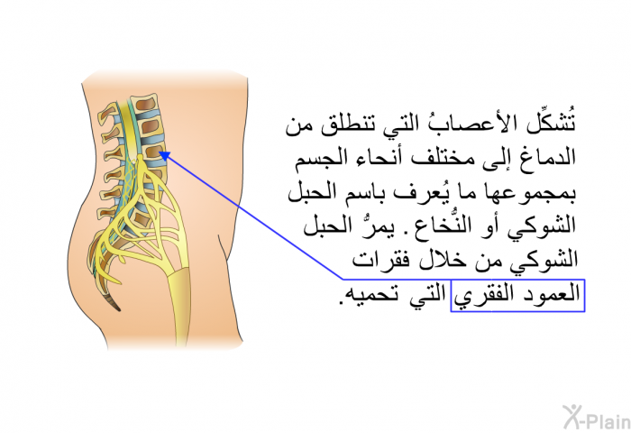 تُشكِّل الأعصابُ التي تنطلق من الدماغ إلى مختلف أنحاء الجسم بمجموعها ما يُعرف باسم الحبل الشوكي أو النُّخاع. يمرُّ الحبل الشوكي من خلال فقرات العمود الفقري التي تحميه.