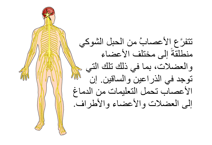 تتفرَّع الأعصابُ من الحبل الشوكي منطلقةً إلى مختلف الأعضاء والعضلات، بما في ذلك تلك التي توجد في الذراعين والساقين. إن الأعصاب تحمل التعليمات من الدماغ إلى العضلات والأعضاء والأطراف.