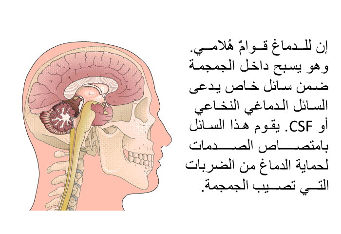 إن للدماغ قوامٌ هُلاميّ. وهو يسبح داخل الجمجمة ضمن سائل خاص يدعى السائل الدماغي النخاعي، أو CSF. يقوم هذا السائل بامتصاص الصدمات لحماية الدماغ من الضربات التي تصيب الجمجمة.