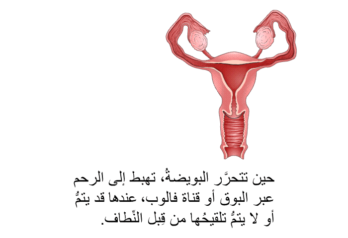 حين تتحرَّر البويضةُ، تهبط إلى الرحم عبر البوق أو قناة فالوب، عندها قد يتمُّ أو لا يتمُّ تلقيحُها من قِبل النِّطاف.