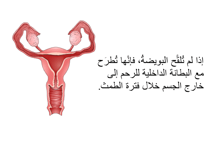 إذا لم تُلقَّح البويضةُ، فإنَّها تُطرَح مع البطانة الداخلية للرحم إلى خارج الجسم خلال فترة الطمث.