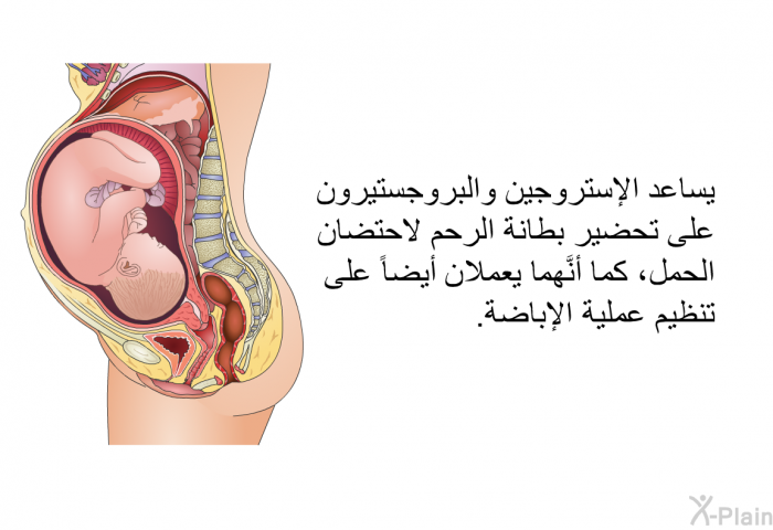 يساعد الإستروجين والبروجستيرون على تحضير بطانة الرحم لاحتضان الحمل، كما أنَّهما يعملان أيضاً على تنظيم عملية الإباضة.