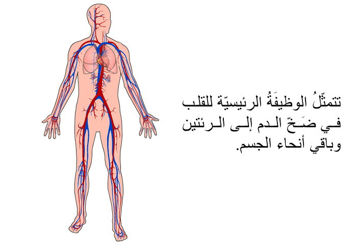 تتمثّلُ الوظيفَةُ الرئيسيّة للقلب في ضَخّ الدم إلى الرئتين وباقي أنحاء الجسم.