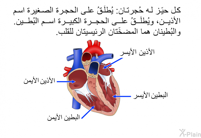 كل حيّز له حُجرتان: يُطلَقُ على الحجرة الصغيرة اسم الأذين، ويُطلَقُ على الحجرة الكبيرة اسم البُطين. والبُطينان هما المضخّتان الرئيسيتان للقلب.