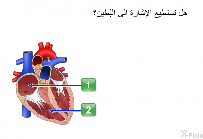 هل تستطيع الإشارة الى البُطين؟