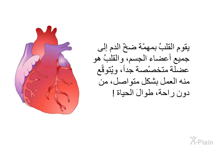 يقوم القلبُ بمهمَّة ضخِّ الدم إلى جميع أعضاء الجسم، والقلبُ هو عضلة متخصِّصة جداً، ويُتوقَّع منه العمل بشكل متواصل، من دون راحة، طوالَ الحياة!