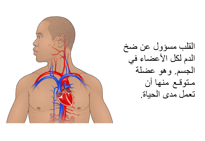 القَلب مسؤول عن ضخ الدم لكل الأعضاء في الجسم. وهو عضلة متوقع منها أن تعمل مدى الحياة.