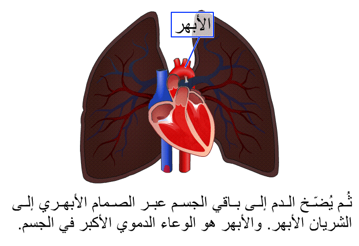 ثُم يُضّخ الدم إلى باقي الجسم عبر الصمام الأبهري إلى الشريان الأبهر. والأبهر هو الوعاء الدموي الأكبر في الجسم.