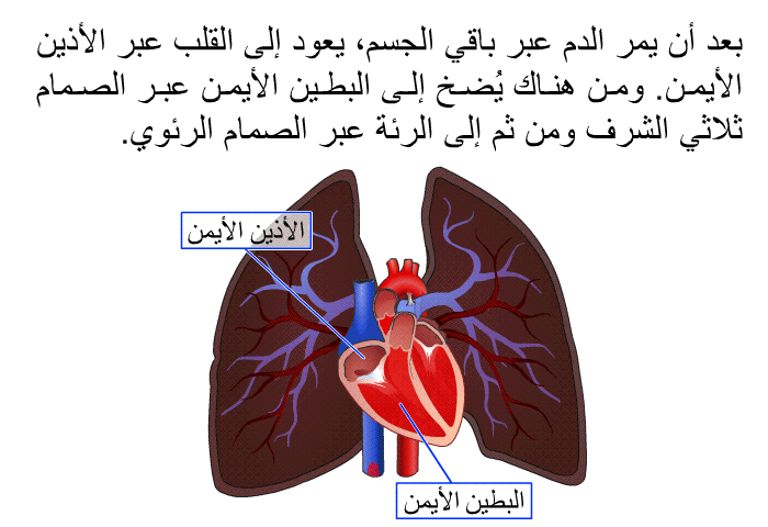 بعد أن يمرّ الدم عبر باقي الجسم، يعود إلى القَلب عبر الأذين الأيمن. ومن هناك يُضّخ إلى البطين الأيّمن عبر الصمام ثلاثي الشرّف ومن ثم إلى الرئة عبر الصمام الرئوي.