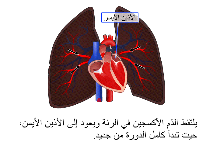 يلتقط الدّم الأكسجين في الرئة ويعود إلى الأذين الأيّمن، حيث تبدأ كامل الدورة من جديد.