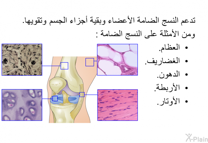 تدعم النسج الضامة الأعضاء وبقية أجزاء الجسم وتقويها. ومن الأمثلة على النسج الضامة:  العظام. الغضاريف. الدهون. الأربطة. الأوتار.