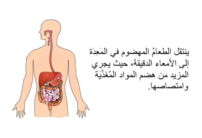 ينتقل الطعامُ المهضوم في المَعِدَة إلى الأمعاء الدقيقة، حيث يجري المزيد من هضم المواد المُغَذِّيَة وامتصاصها.