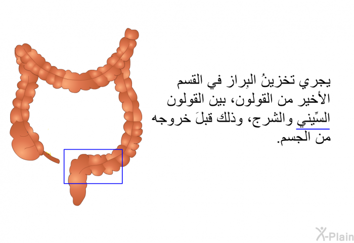 يجري تخزينُ البِراز في القسم الأخير من القولون، بين القولون السِّيني والشرج، وذلك قبلَ خروجه من الجسم.