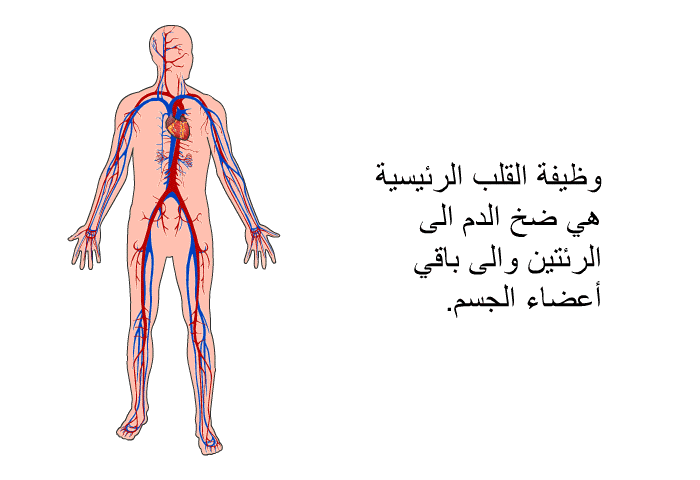 وظيفة القلب الرئيسية هي ضخ الدم الى الرئتين والى باقي أعضاء الجسم<B>.</B>