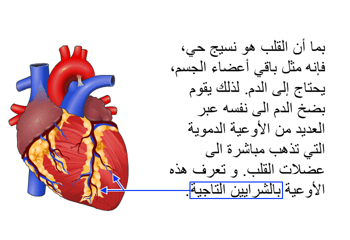 بما أن القلب هو نسيج حي، فإنه مثل باقي أعضاء الجسم، يحتاج إلى الدم<B>. </B>لذلك يقوم بضخ الدم الى نفسه عبر العديد من الأوعية الدموية التي تذهب مباشرة الى عضلات القلب<B>. </B>و تعرف هذه الأوعية بالشرايين التاجية<B>.</B>