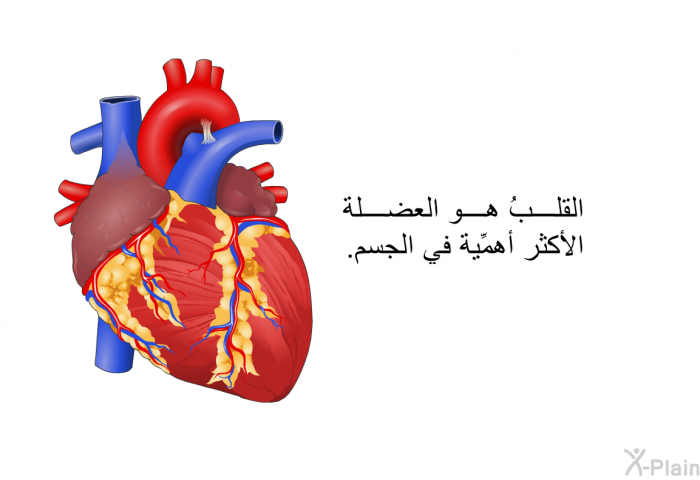 القلبُ هو العضلة الأكثر أهمِّية في الجسم.