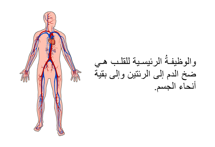 والوظيفةُ الرئيسية للقلب هي ضخ الدم إلى الرئتين وإلى بقية أنحاء الجسم.