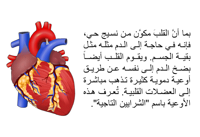 بما أنَّ القلبَ مكوَّن من نسيج حي، فإنه في حاجة إلى الدم مثله مثل بقية الجسم. ويقوم القلب أيضاً بضخ الدم إلى نفسه عن طريق أوعية دموية كثيرة تذهب مباشرة إلى العضلات القلبية. تُعرف هذه الأوعية باسم "الشرايين التاجية".