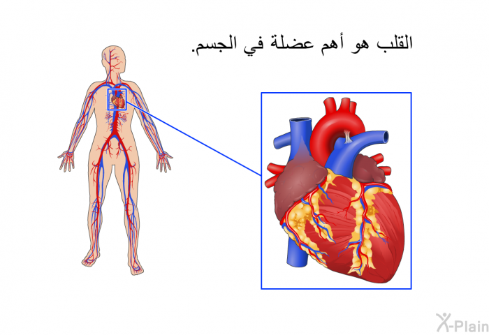 القلب هو أهم عضلة في الجسم.