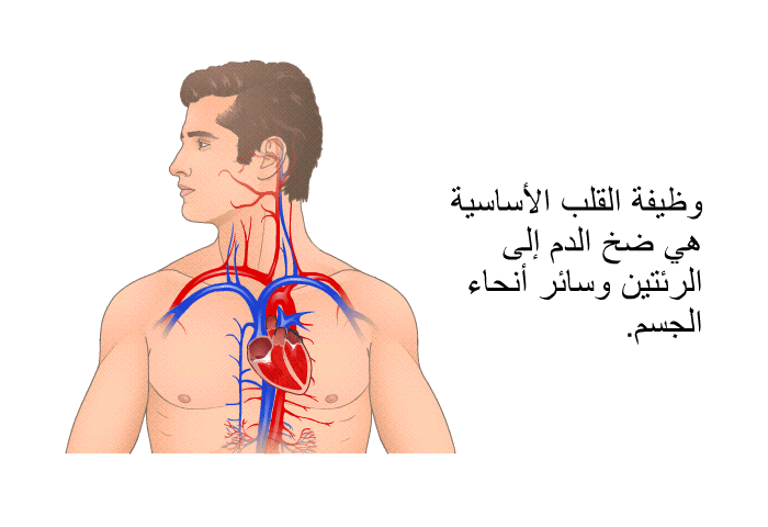 وظيفة القلب الأساسية هي ضخ الدم إلى الرئتين وسائر أنحاء الجسم.
