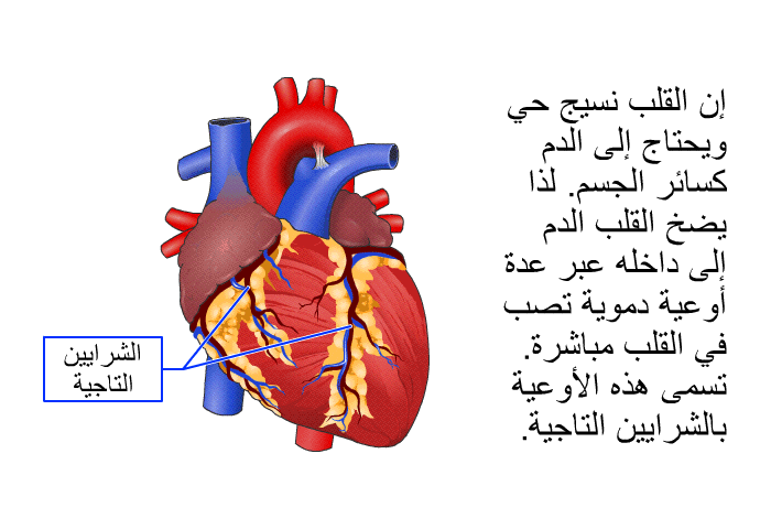 إن القلب نسيج حي ويحتاج إلى الدم كسائر الجسم. لذا يضخ القلب الدم إلى داخله عبر عدة أوعية دموية تصب في القلب مباشرة. تسمى هذه الأوعية بالشرايين التاجية.
