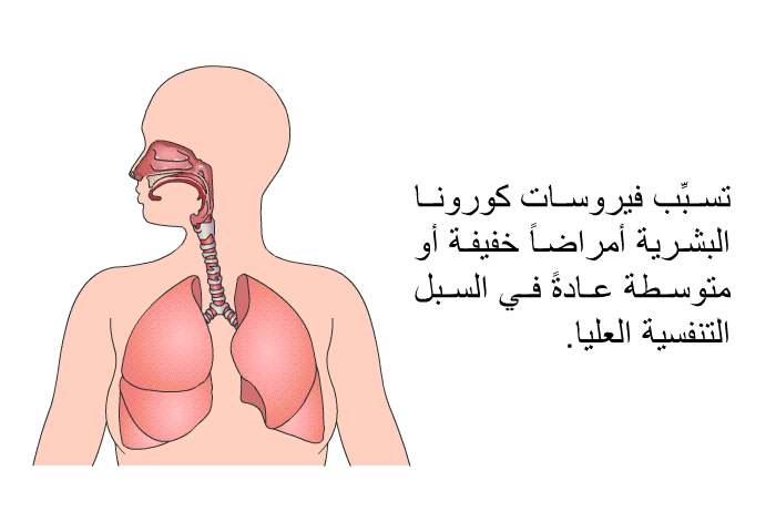 تسبِّب فيروسات كورونا البشرية أمراضاً خفيفة أو متوسطة عادةً في السبل التنفسية العليا.
