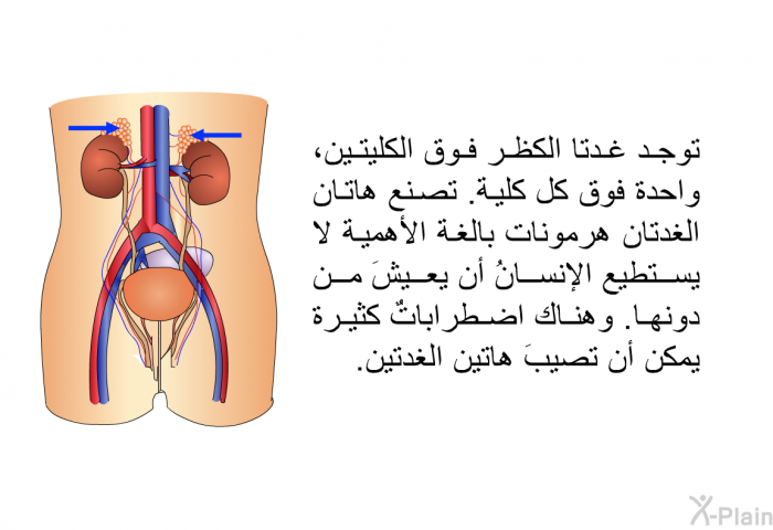 توجد غدتا الكظر فوق الكليتين، واحدة فوق كل كلية. تصنع هاتان الغدتان هرمونات بالغة الأهمية لا يستطيع الإنسانُ أن يعيشَ من دونها. وهناك اضطراباتٌ كثيرة يمكن أن تصيبَ هاتين الغدتين.