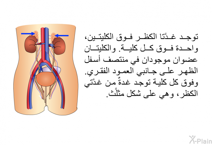 توجد غدَّتا الكظر فوق الكليتين، واحدة فوق كل كلية. والكليتان عضوان موجودان في منتصف أسفل الظهر على جانبي العمود الفقري. وفوق كل كلية توجد غدةٌ من غدَّتي الكظر، وهي على شكل مثلَّث.