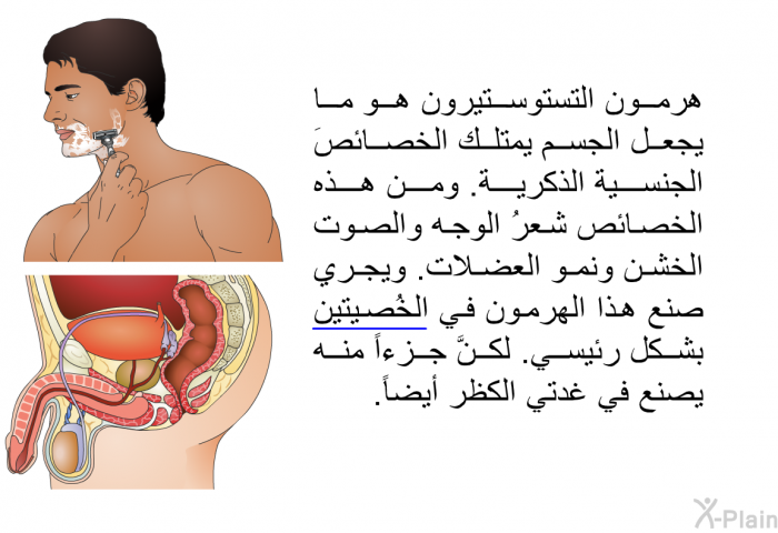 هرمون التستوستيرون هو ما يجعل الجسم يمتلك الخصائصَ الجنسية الذكرية. ومن هذه الخصائص شعرُ الوجه والصوت الخشن ونمو العضلات. ويجري صنع هذا الهرمون في الخُصيتين بشكل رئيسي. لكنَّ جزءاً منه يصنع في غدتي الكظر أيضاً.