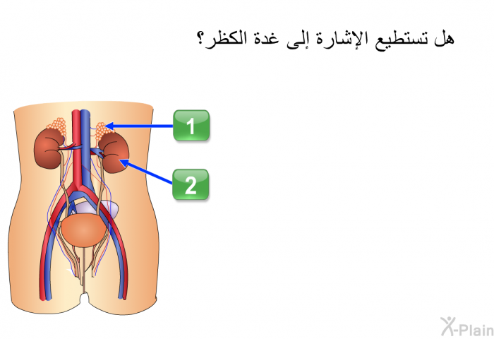 هل تستطيع الإشارة إلى غدة الكظر؟