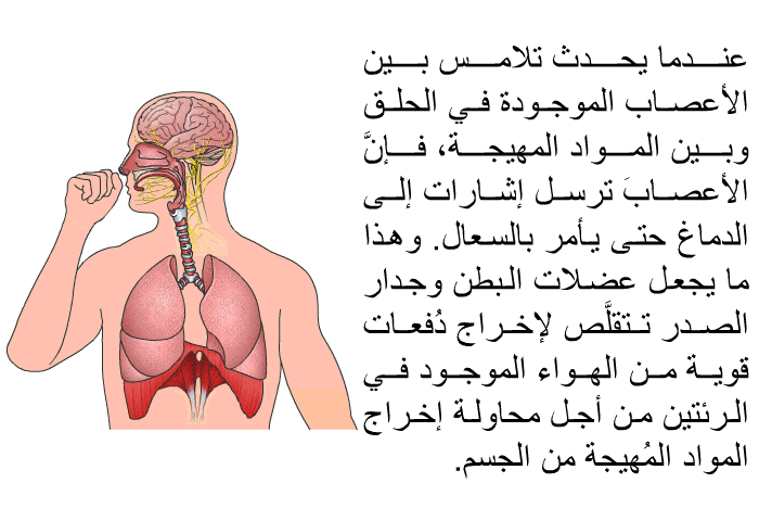 عندما يحدث تلامسٌ بين الأعصاب الموجودة في الحلق وبين المواد المهيجة، فإنَّ الأعصابَ ترسل إشارات إلى الدماغ حتى يأمر بالسعال. وهذا ما يجعل عضلات البطن وجدار الصدر تتقلَّص لإخراج دُفعات قوية من الهواء الموجود في الرئتين من أجل محاولة إخراج المواد المُهيجة من الجسم.