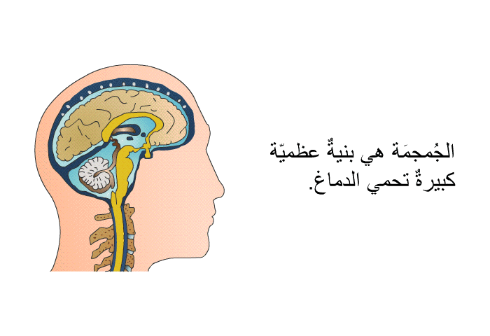 الجُمجمَة هي بنيةٌ عظميّة كبيرةٌ تحمي الدماغ.