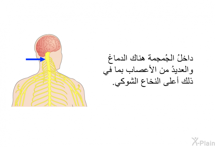 داخلُ الجُمجمة هناك الدماغ والعديدُ من الأعصاب بما في ذلك أعلى النخاع الشوكي.