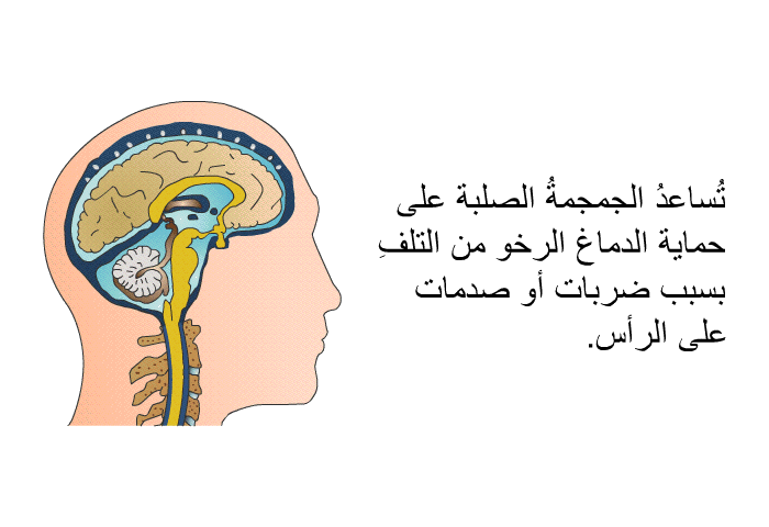 تُساعدُ الجمجمةُ الصلبة على حماية الدماغ الرخو من التلفِ بسبب ضربات أو صدمات على الرأس.