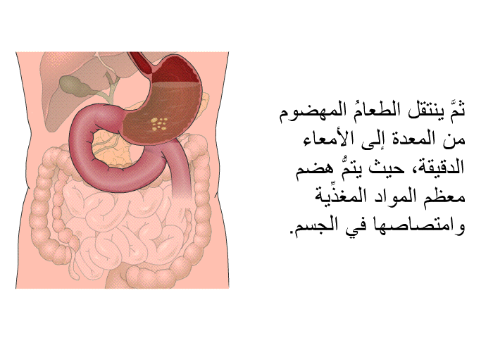 ثم ينتقل الطعامُ المهضوم من المعدة إلى الأمعاء الدقيقة، حيث يتم هضم معظم المواد المغذية وامتصاصها في الجسم.