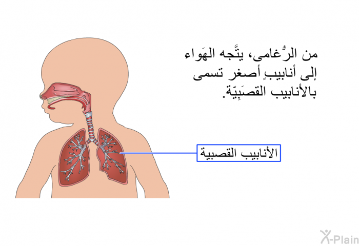 من الرُّغامى، يتَّجه الهَواء إلى إلى أنابيبٍ أصغر تسمى بالانابيب القصبية.